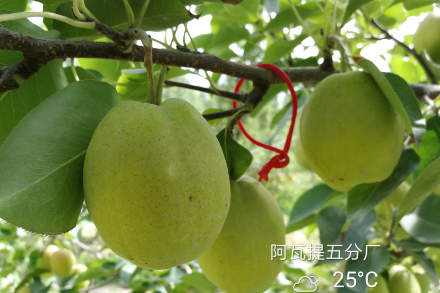 庫爾勒香梨梨小蛀果率小于1%？澳福姆能做到！