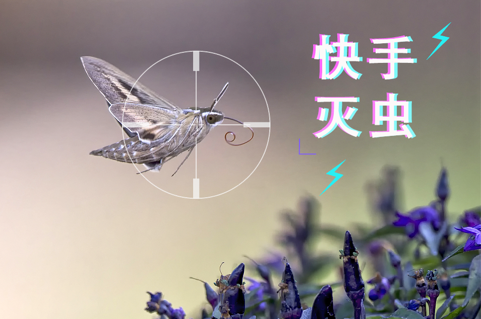 【快手滅蟲(chóng)】備戰(zhàn)3分鐘滅蟲(chóng)300只，不服來(lái)戰(zhàn)！