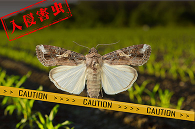 全球預(yù)警的重大害蟲(chóng)草地貪夜蛾已侵入我國(guó)，該如何應(yīng)對(duì)？！